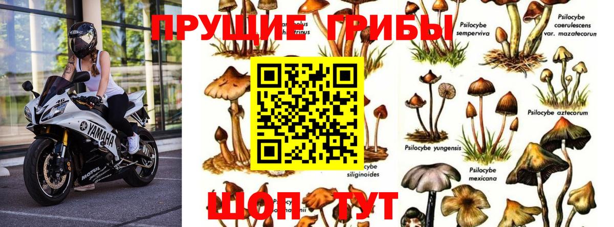 Галлюциногенные грибы GOLDEN TEACHER  Вход с VPN  Гусиноозёрск 